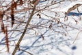 Winter branches and shadow on snow. Winter background Royalty Free Stock Photo