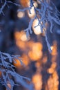 Snow and frost covered birch tree Betula pendula branches against winter forest backlight by the low angle sun Royalty Free Stock Photo