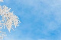 Winter branches of the willow trees in hoarfrost on background snow and blue sky, free space Royalty Free Stock Photo