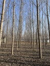 in winter, with the bright sunshine shining on the neatly arranged poplar plantation