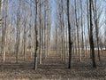 in winter, with the bright sunshine shining on the neatly arranged poplar plantation