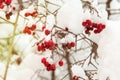 Winter. Brown tree branches. Frozen red rowan hangs on a tree. On red berries snow and ice