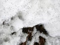 Winter bugs called Winter Fleas or Springtails cover pile of winter snow
