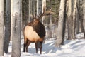 Winter bull elk Royalty Free Stock Photo