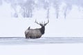 Winter bull elk Royalty Free Stock Photo