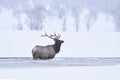 Winter bull elk Royalty Free Stock Photo