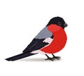 Winter bullfinch bird