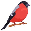 Winter bullfinch on branch. Red bird. Wild fauna