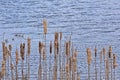 Winter bullrush reed along the water