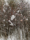 Winter bushes with lumps of snow