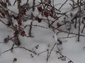 Winter came unexpectedly. Branches and berries of barberry are covered in snow. After a blizzard Royalty Free Stock Photo