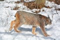 In winter Canada lynx or Canadian lynx