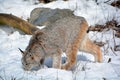 In winter Canada lynx or Canadian lynx