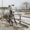 Winter canter