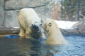Polar Bears Interacting In A Pool Habitat
