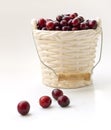 Winter card - Cranberries in bucked shaped vase