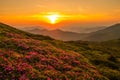 scenic blossom flowers, summer mountains scenery, stunning summer dawn landscape, amazing blooming pink rhododendron flowers, amaz Royalty Free Stock Photo