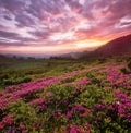 Blossom flowers, summer mountains scenery, stunning summer dawn landscape, amazing blooming pink rhododendron flowers, amazing pan Royalty Free Stock Photo