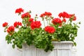 Red Pelargonium flowers. Royalty Free Stock Photo