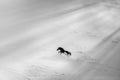 Black horse running in snow in the Carpathian mountains , Snow on the mountains and frost landscape Royalty Free Stock Photo