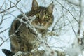 Winter cat sitting in the snow on a branch