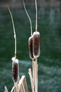 Winter Cattails with Snow Frost