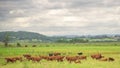 Winter cattle breeding in Brazil