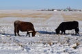 Winter Cattle