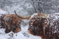 Winter cattle