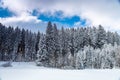 Winter cedar forest landscape, tall pine trees on the snow, mountain, nature Royalty Free Stock Photo