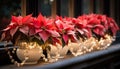 Winter celebration poinsettia flower decorates the indoor table generated by AI Royalty Free Stock Photo