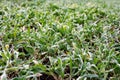 Winter cereals