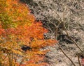 Winter cherry blossom called Shikisakura with autumn leaves