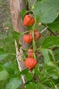 Winter cherry  Physalis alkekengi . Royalty Free Stock Photo