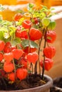 Winter cherry physalis flowers Royalty Free Stock Photo