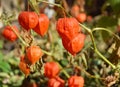 Winter Cherry, physalis peruviana fruits harvest. Physalis flowers, Ground Cherry or Winter Cherry