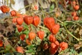 Winter Cherry, physalis peruviana fruits harvest. Physalis flowers, Ground Cherry or Winter Cherry in the autumn garden