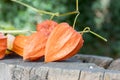 Winter cherry ripened ornamental fruit on wooden stump Royalty Free Stock Photo