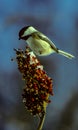 A Winter Chickadee On Snow Topped Sumac Berries Royalty Free Stock Photo