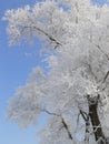 Winter in China, Wusong Island Royalty Free Stock Photo