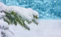 Winter Christmas background. Background with snow-covered branches of a Christmas tree with falling snowflakes Royalty Free Stock Photo