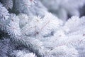 Winter and Christmas Background. Close-up Photo of Fir-tree Branch Covered with Frost. Royalty Free Stock Photo