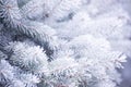 Winter and Christmas Background. Close-up Photo of Fir-tree Branch Covered with Frost. Royalty Free Stock Photo