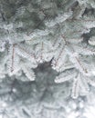 Winter and Christmas Background. Close-up Photo of Fir-tree Branch Covered with Frost. Royalty Free Stock Photo