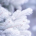 Winter and Christmas Background. Close-up Photo of Fir-tree Branch Covered with Frost. Royalty Free Stock Photo