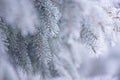 Winter and Christmas Background. Close-up Photo of Fir-tree Branch Covered with Frost. Royalty Free Stock Photo