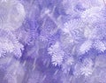 Winter and Christmas Background. Close-up Photo of Fir-tree Branch Covered with Frost. Royalty Free Stock Photo