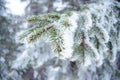 Winter and Christmas Background. Close-up Photo of Fir-tree Branch Covered with Frost and Snow. Royalty Free Stock Photo