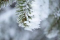 Winter and Christmas Background. Close-up Photo of Fir-tree Branch Covered with Frost and Snow. Royalty Free Stock Photo