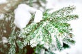 Winter and Christmas Background. Close-up Photo of Fir tree Branch Covered with Frost Snow Rime. landscape in the park Royalty Free Stock Photo